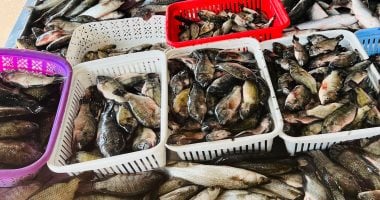 البلطى بكام؟.. أسعار الأسماك بكفر الشيخ الجمعة 17 إبريل 2026