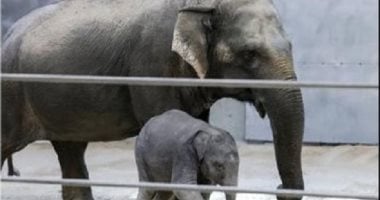 صغيرة فيل آسيوى تثير التعاطف على السوشيال ميديا بعد تخلى أمها عنها