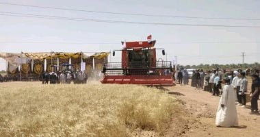 زراعة الوادي الجديد: توريد 37 ألف طن قمح لصوامع الخارجة وشرق العوينات