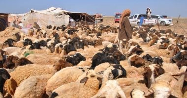 بدء موسم جز صوف أغنام البرقى بمطروح.. الأهالى يحيون تراث وطقوس الجلامة.. كبار المربين ينحرون الذبائح ويعدون الولائم للضيوف والمشاركين.. ويتفننون في إنشاد أغانٍ تراثية تناسب مراحل جز الصوف.. صور