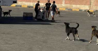 الطب البيطرى بالبحر الأحمر: تعقيم وتحصين 15 كلبًا ضالًا بالغردقة.. صور