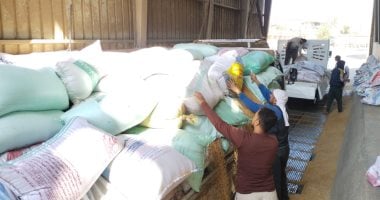 توريد القمح الى الصوامع 