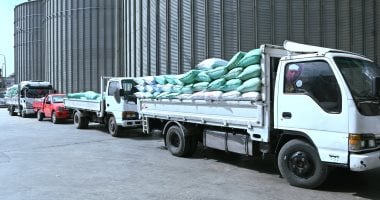 سنابل الخير.. توريد 1750 طن قمح لشون وصوامع البحيرة