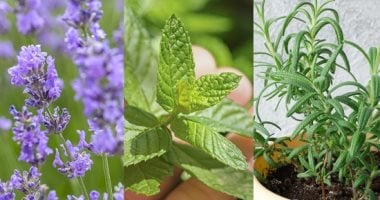 5 أنواع نباتات طاردة للذباب والناموس.. أزرعيها فى بلكونتك