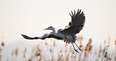 الطيور المهاجرة ترسم لوحات بديعة من صنع الطبيعة في الصين