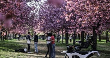 زهور الربيع تزين حدائق ألمانيا.. اللون الوردى يغمر شوارع مدينة برلين 