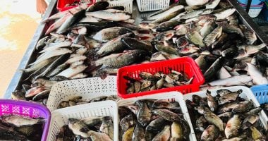 البلطى بكام؟...أسعار الأسماك بكفر الشيخ الأربعاء 22 أبريل 2026