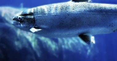 تلوث خفى فى المياه.. مخلفات الكوكايين تُربك سلوك السلمون وتهدد توازن الطبيعة