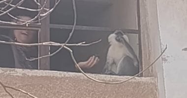 لسة بيتنطط.. إعادة البحث عن القرد الهارب من حديقة خاصة فى المنوفية