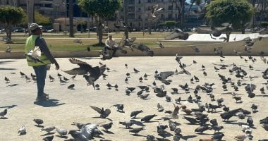 أجواء مبهجة لتجمع مئات الحمام فى ساحة الحمام بـ محافظة بورسعيد.. فيديووصور