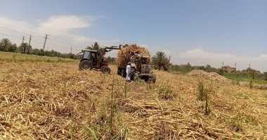 شاهد حصاد وتوريد محصول القصب بأسوان.. مباشر