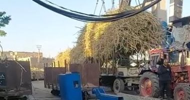 دخول قاطرات القصب إلى مصنع سكر أرمنت خلال الموسم