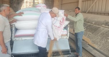 صومعة شبين الكوم تستقبل محصول الذهب الأصفر فى موسم الخير.. مدير عام الصومعة: 6 خلايا بسعة 30 ألف طن والفدان يحقق من 20 إلى 22 إردبا.. ويؤكد: استقبلنا 500 طن منذ بداية التوريد حتى الآن