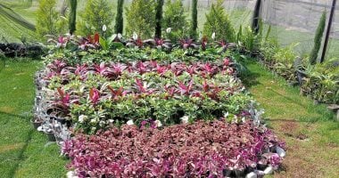 «زهور وأشجار على كل شكل ولون».. معرض زهور الربيع بالقناطر الخيرية يتألق بالنوادر.. مدير رى القناطر: المعرض يضم أكثر من 50 ألف زهرة من الأنواع العالمية بمختلف الألوان المبهرة والأشكال المتناسقة.. صور