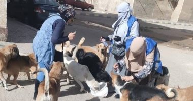 «تعقيم وإعادة إطلاق».. خطة القليوبية للتعامل مع الكلاب الضالة.. تطعيم 2207 كلاب منذ يناير.. إنشاء أول «شلتر» متخصص في العبور يطبق منهجية علمية.. الهدف تحقيق التوازن البيئي والحد من المخاطر الصحية.. صور