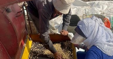 "حصاد الفول" يسعد المواطنين.. والأردب يبدأ من 4800 جنيه في الدقهلية