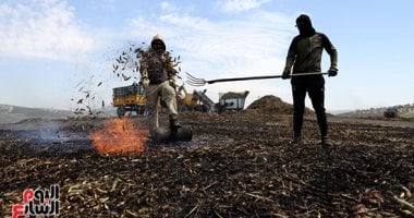 من الحقول إلى الموائد.. رحلة إنتاج الفريكة في الضفة الغربية بفلسطين