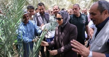 إطلاق دفعة جديدة من طفيل الترايكوجراما لمكافحة آفات النخيل بالوادى الجديد.. صور