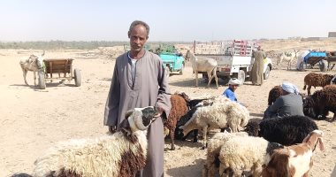 بشاير عيد الأضحى أسعار الأضاحي في سوق الخراف بأسوان اليوم.. فيديو