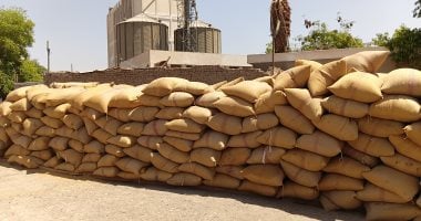 موسم الخير.. أطنان القمح تتدفق على شون وصوامع أسوان «فيديو»