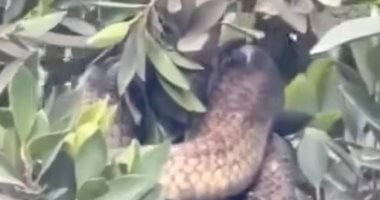 طولها 2 متر.. قصة ثعبان كوبرا أثار الرعب فى الغربية "صور"