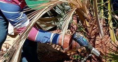 كيف نجحت محافظة الوادى الجديد فى التصدى لاخطر آفة تهدد مزارع النخيل.. حزمة إجراءات لمكافحة سوسة النخيل الحمراء شملت تقنية النبضات الرنينية الحيوية للاكتشاف المبكر وتطبيق الحقن الهيدروليكى ضمن أكبر مبادرة علاجية