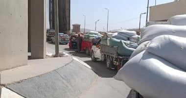 توريد 33 ألف طن قمح إلى الصوامع والشون منذ بدء الموسم فى أسيوط