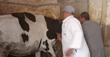 تحصين 37 ألف رأس ماشية ضد مرض الحمى القلاعية والوادى المتصدع بالمنوفية