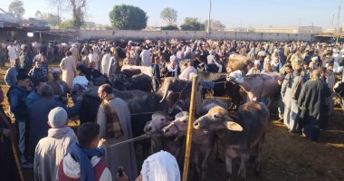 زحام كبير فى سوق المواشى ببنها قبل 3 أسابيع من عيد الأضحى.. فيديو