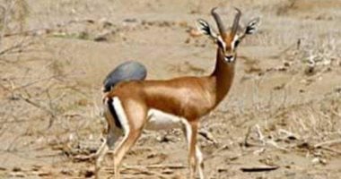حتى لا تقع تحت طائلة القانون.. حيوانات وطيور برية بالصحراء الشرقية محظور صيدها.. الغزال المصرى والكبش الأروى والتيتل.. الصقور والنسور وطائر الرخا والأرانب البرية.. تجريم التعرض للكائنات المهددة بالانقراض.. صور
