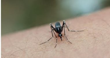 بمكونات طبيعية من مطبخك.. 5 طرق فعالة لطرد الناموس بدون كيماويات 