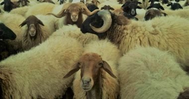 الربيع موسم نمو الأعشاب الصحراوية بمطروح.. أمطار الخير تزيد رقعة المراعي وتخفف العبء عن المربين.. سلالة أغنام البرقي تتغذى على أعشاب الصحراء الطبية والعطرية وتنتج أجود أنواع اللحوم.. صور