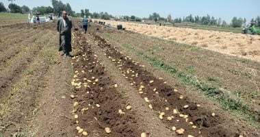فرحة فلاحى ومزارعى المنوفية أثناء عملية حصاد محصول البطاطس .. فيديو