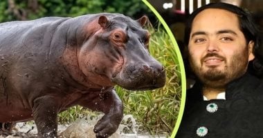 ثرى هندى يرصد 3 ملايين دولار للحصول على حيوانات بابلو اسكوبار المفضلة