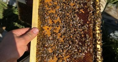 فيه شفاء للناس.. حصة شبشير بطنطا قلعة إنتاج عسل النحل بالغربية