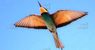 5 أنواع نادرة تحلق فوق سماء مصر بالتزامن مع هجرة الطيور.. صور