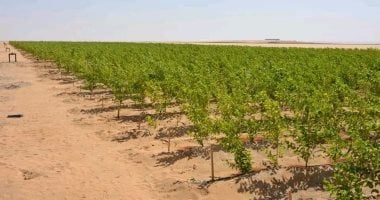 زراعة 30 الف شتلة توت هندى ضمن المشروع