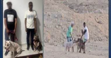 القبض على شابين أطلقا كلاب الحراسة لتمزق كلباً ضالاً "بداعي التسلية"