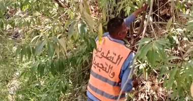 رفع كفاءة وتجميل ميادين ومداخل الإسماعيلية استعدادا لاستقبال عيد الأضحى.. صور