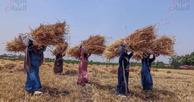 الدهب الأصفر نور الغيطان.. حصاد محصول القمح فى الجيزة