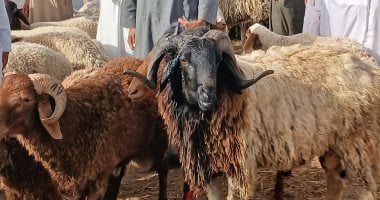 الخروف البرقى يتصدر الإقبال بأسواق الإسكندرية استعدادا لعيد الأضحى.. فيديو