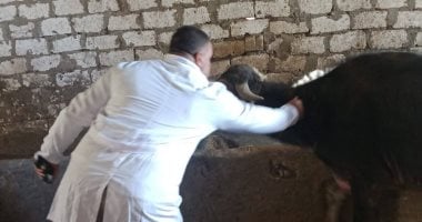 تحصين 313 ألف رأس ماشية ضد مرض الحمى القلاعية والوادي المتصدع بالمنوفية