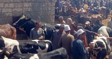 وزنه 920 كيلو.. شاهد أكبر عجل في سوق مواشى كفر الشيخ