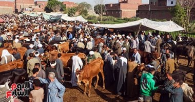 زحام شديد فى أسواق الماشية قبل أيام من عيد الأضحى