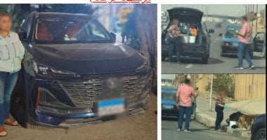 ضبط سيدة تجمع تبرعات باسم الرفق بالحيوان وتطعهم أكل ملوث