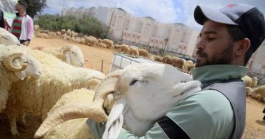 الجفاف سر ارتفاع أسعار أضاحى العيد فى شمال أفريقيا