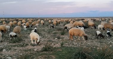 اغنام البرقي بصحراء مطروح
