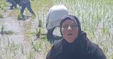 حلاوة الإيد الشغالة فى إجازة عيد الأضحى.. شتل الأرز بكفر الشيخ... فيديو