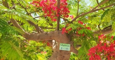 الإسماعيلية تواصل حصر وتكويد الأشجار ضمن مبادرة "100 مليون شجرة"