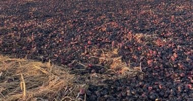 مكبرات الصوت بالمساجد تساهم في إخماد حريق محصول البصل بالدقهلية.. فيديو